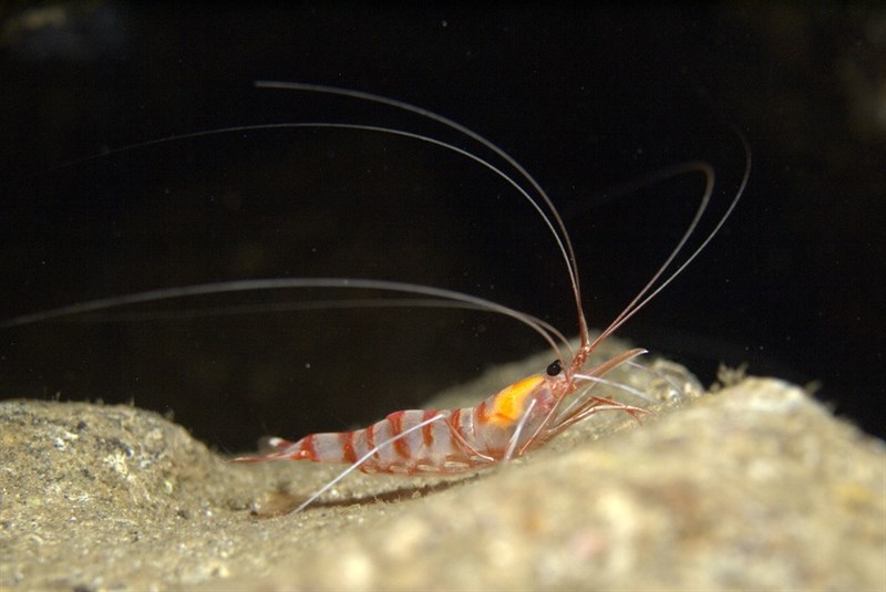 , Candycane Shrimp, Parhippolyte misticia