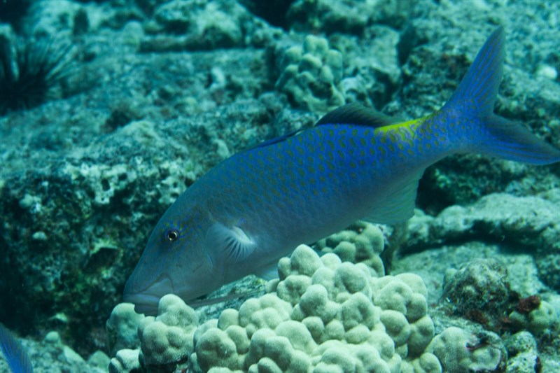 Gold-saddle goatfish, Goldsaddle Goatfish -Yellowsaddle Goatfish, Blue Goatfish, Blue Kumu, Bright Goatfish, Bright-saddled Goatfish, Golden Spotted Goatfish, Gold-saddle Goatfish, Gold-saddled Goatfish, Red Mullet, Surmullet, Yellow Goatfish, Yellow Saddle Goatfish, Yellow-saddle Goatfish, Parupeneus cyclostomus