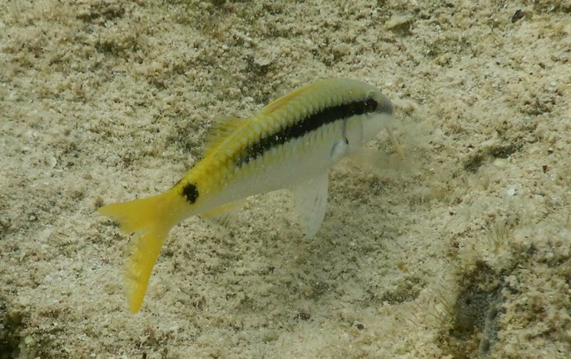 Red Sea goatfish, Red Sea Goatfish - Parupeneus forsskali, Parupeneus forsskali