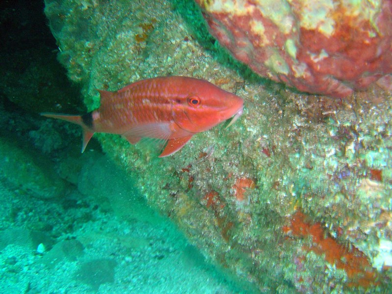 Rosy goatfish, , Parupeneus rubescens