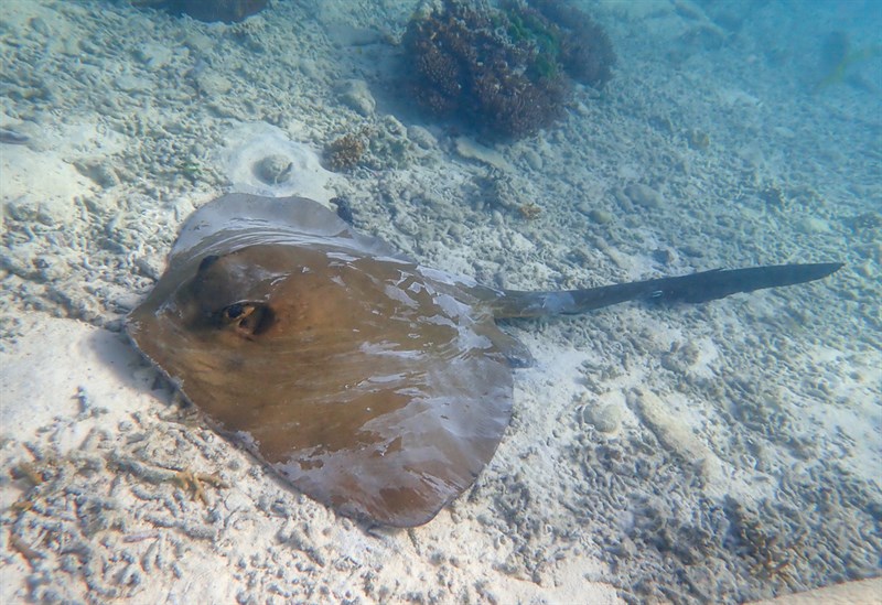 Broad cowtail ray, , Pastinachus ater