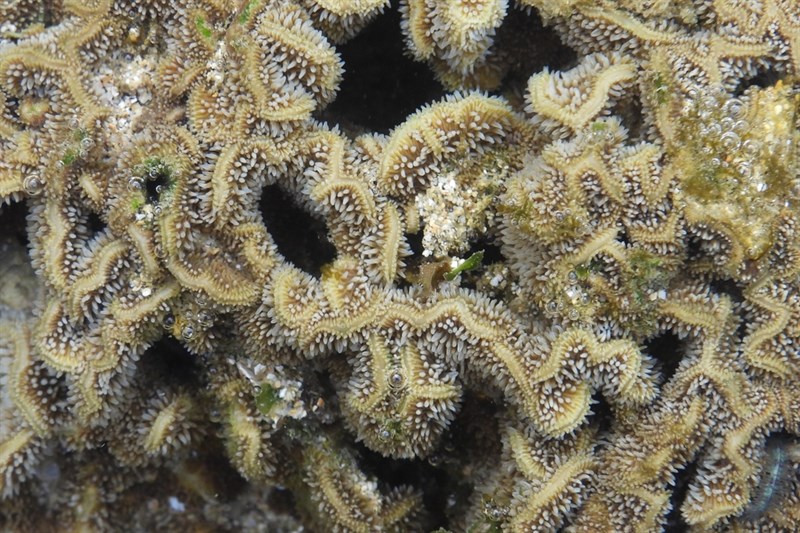 , Leaf Coral, Cactus Coral - Pavona decussata, Pavona decussata