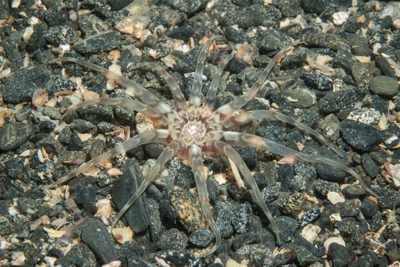 , Sea Anemone, Peachia cylindrica