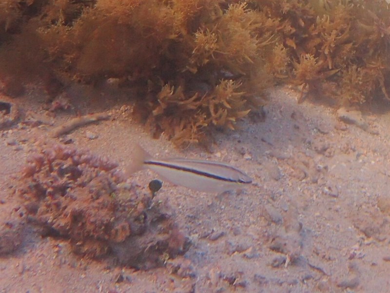 Western butterfish, Black Stripe Butterfish, Butterfish, Striped Whiptail, Western Australian Butterfish, Western Threadfin Bream, Western Whiptail - Pentapodus vitta, Pentapodus vitta