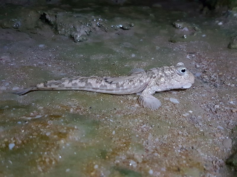 Walton's mudskipper, , Periophthalmus waltoni