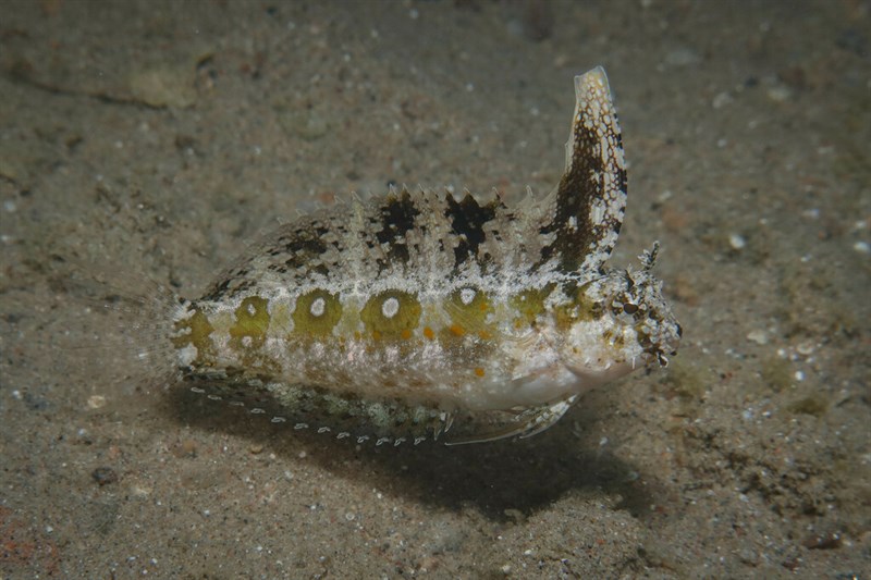 Floral blenny, Floral Blenny, Petroscirtes mitratus