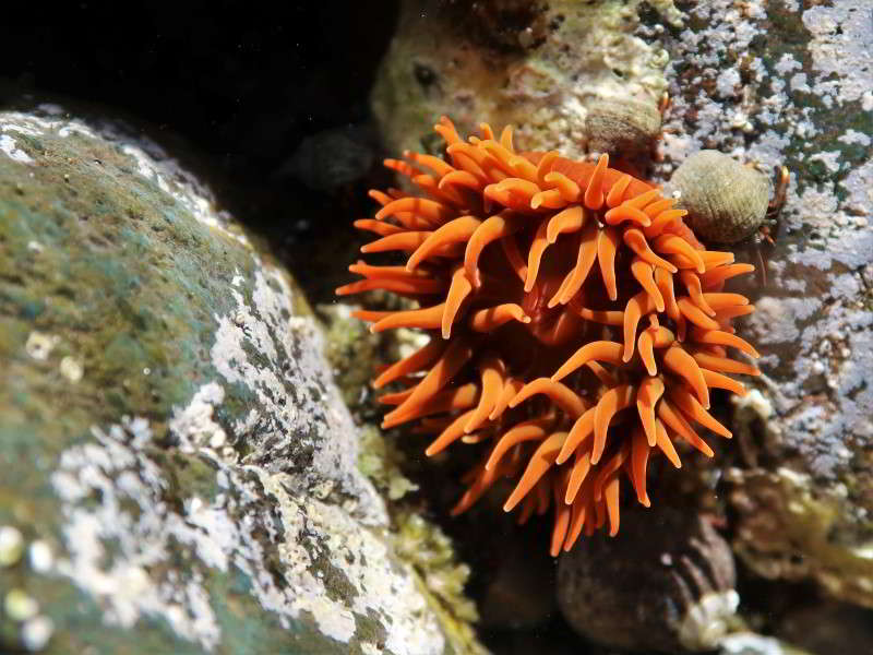 Pferdeaktinie-Purpurrose-bild-Actinia-equina-blumentiere-arten-mittelmeer-tauchen-kanaren-kanarische-inseln-atlantik-atlantischer-ozean