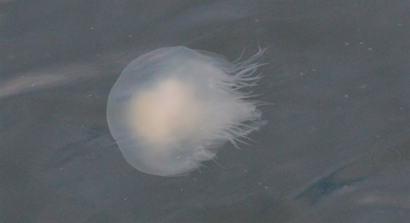 , Fried Egg Jellyfish,egg-yolk Jellyfish, Phacellophora camtschatica