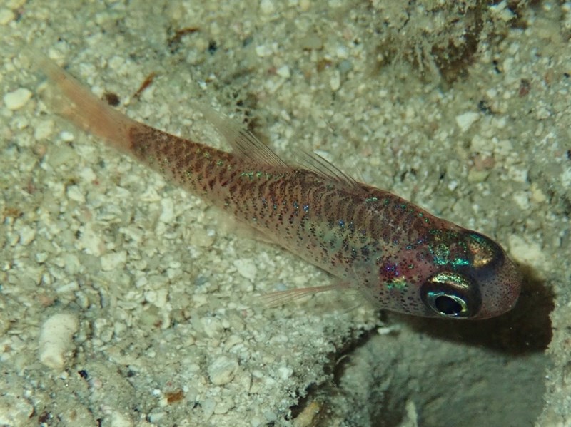 Dusky cardinalfish, Dusky Cardinalfish - Phaeoptyx pigmentaria, Phaeoptyx pigmentaria