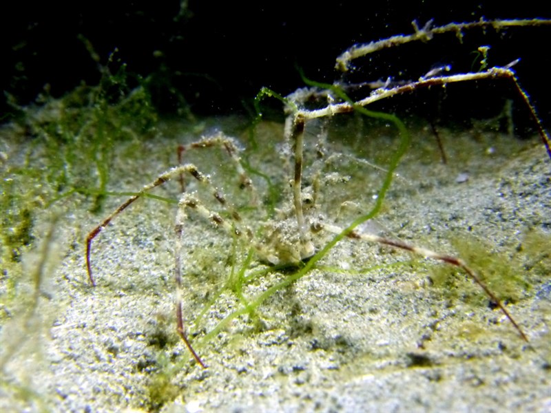 , Spider Crab, Phalangipus hystrix