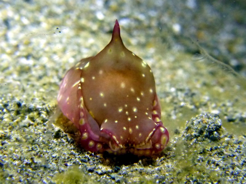 , Headshield Slug, Philinopsis ctenophoraphaga