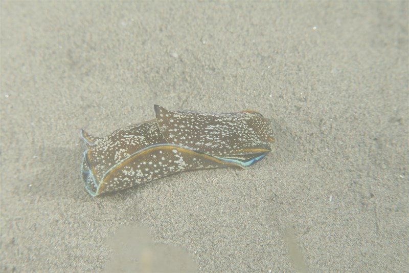 , Seaslug - Philinopsis depicta, Philinopsis depicta