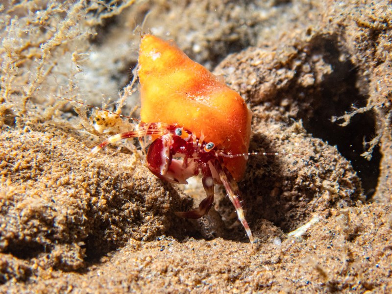 , California Hermit Crab, Phimochirus californiensis