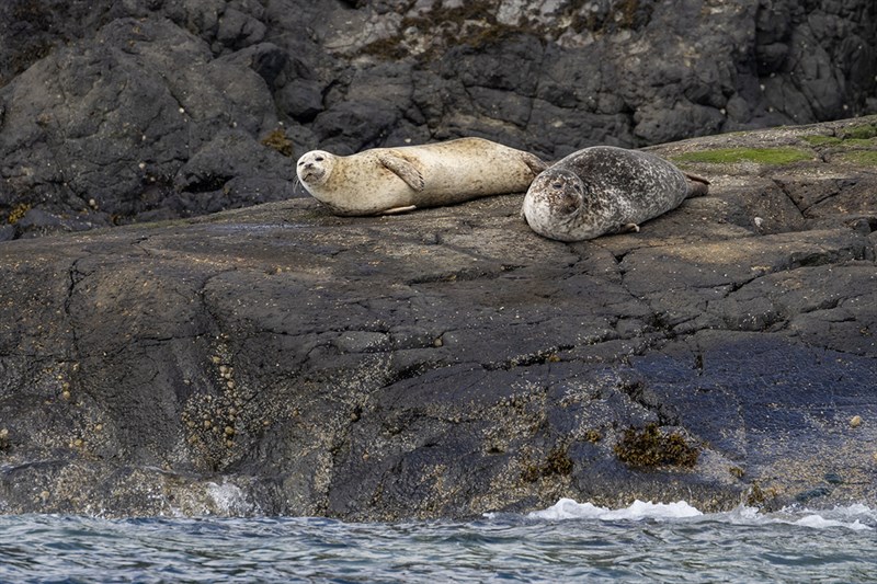 , Common Seal, Harbor Seal, Phoca vitulina