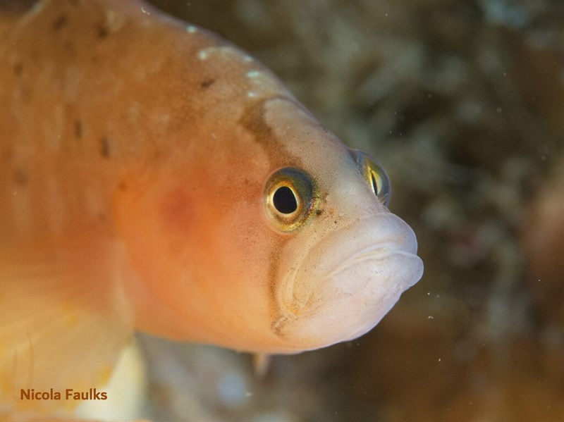 Rock gunnel, Rock Gunnel, Butterfish, Pholis gunnellus