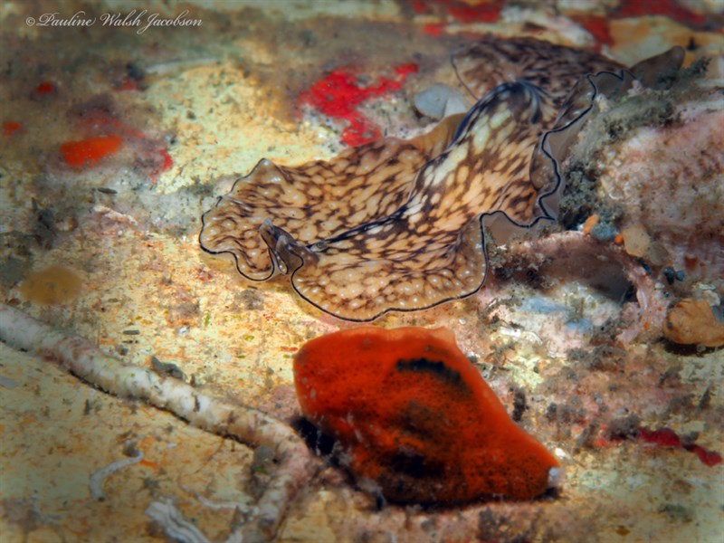 , Reticulated Flatworm, Phrikoceros mopsus