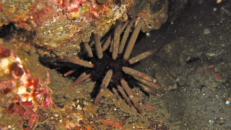 , Tiara-urchin, Pencil Urchin, Imperial Urchin, Phyllacanthus imperialis