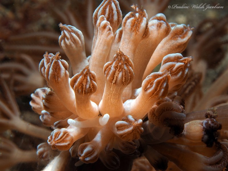 , Mimic Nudibranch, Rudman's Phyllodesmium, Phyllodesmium rudmani