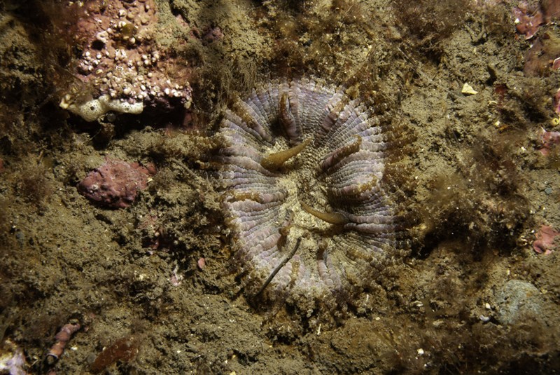 , Sand Flower Anemone, Sea-Daisy, Fair Anemone, Phymanthus pulcher