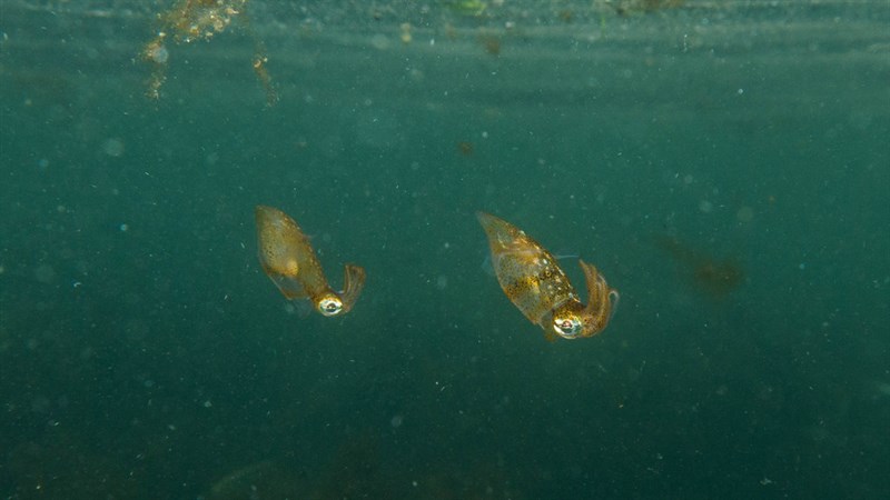 , Grass Squid, Pigmy Squid, Pickfordiateuthis pulchella