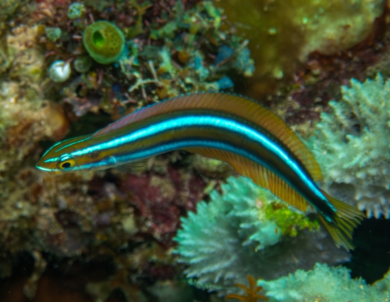 Bluestriped fangblenny, Bluestriped Blenny, Bluestriped Fangblenny, Cleaner Mimic, Tube-worm Blenny, Plagiotremus rhinorhynchos