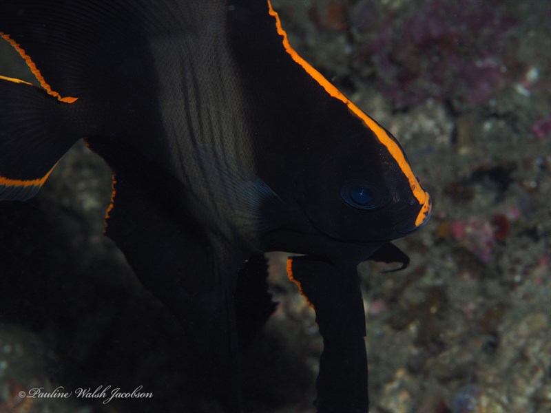 Dusky batfish, Batfish, Butterfly-fish, Dusky Batfish, Leaf-fish, Long-finned Batfish, Pinnate Batfish, Pinnate Spadefish, Red Faced Batfish, Red-Faced Batfish, Shaded Batfish, Sunfish, Turbot , Longfin Batfish, Platax pinnatus