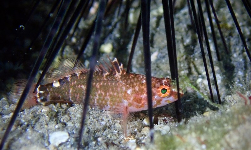 Bownband perchlet, Bownband Perchlet - Plectranthias nanus, Plectranthias nanus