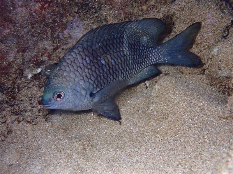 Rock damselfish, Hawaiian Rock Damselfis, Rock Damselfish, Hawaiian Gregory - Plectroglyphidodon sindonis, Plectroglyphidodon sindonis