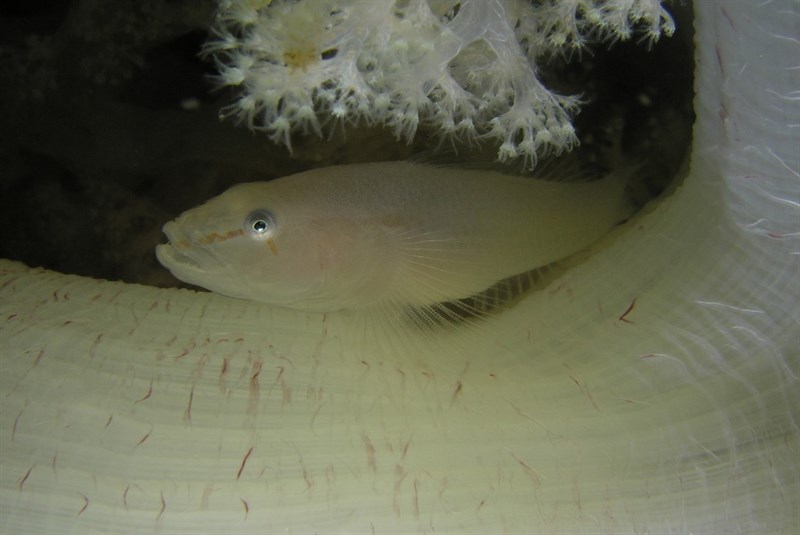 Soft-coral goby, Boldingh’s Ghost Goby, Soft Coral Ghostgoby, Soft Coral Goby, Softcoral Ghost Goby - Pleurosicya boldinghi, Pleurosicya boldinghi