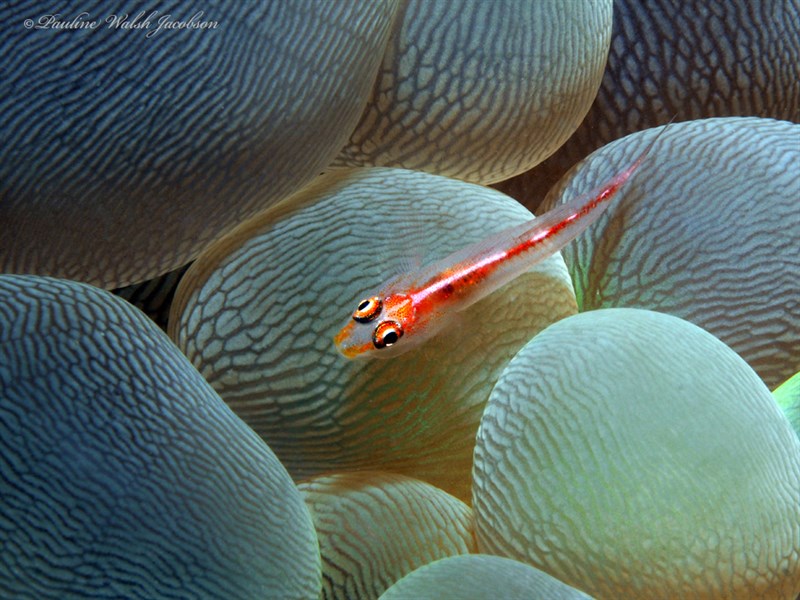 Michel's ghost goby, Cling Goby, Coral Goby, Michel's Ghost Goby, Michel's Goby, Stony Coral Ghost Goby, Pleurosicya micheli