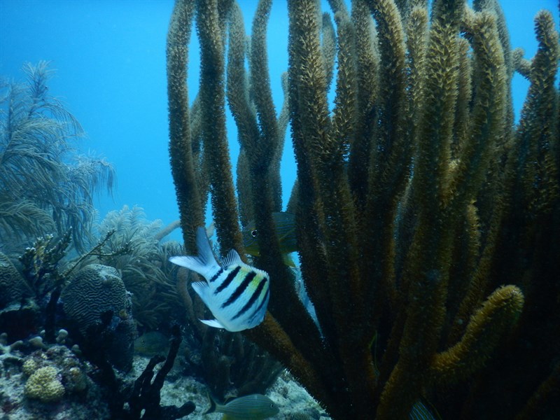 , Giant Slit-pore Sea Rod - Plexaurella nutans, Plexaurella nutans