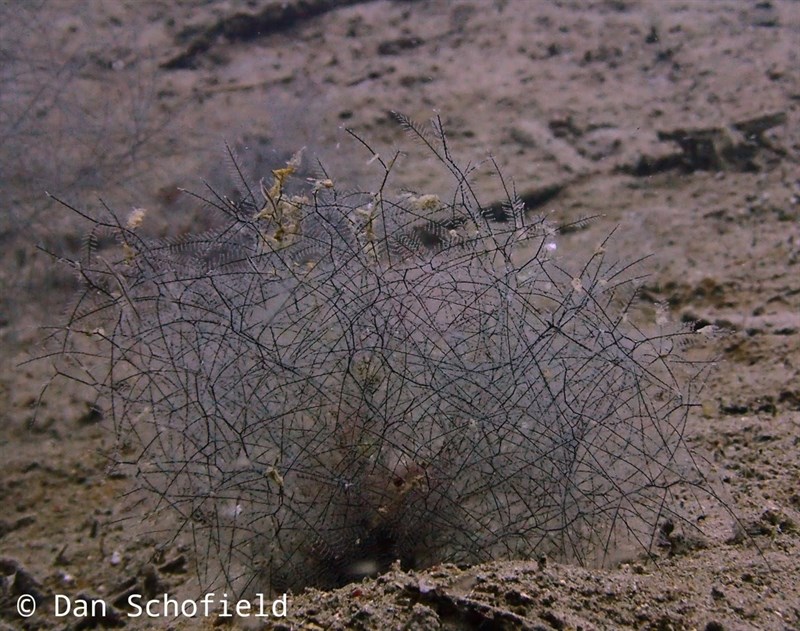 , Plumularia spiralis, Plumularia spiralis