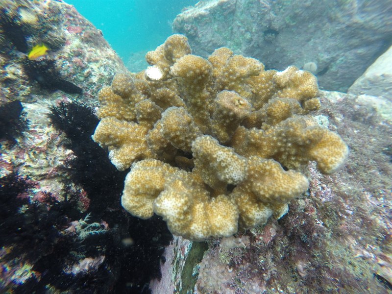 , Stony Coral - Pocillopora elegans, Pocillopora elegans