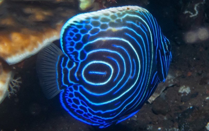 Emperor angelfish, Angelfish, Emperor, Emperor Angelfish, Imperial Angelfish, Pomacanthus imperator