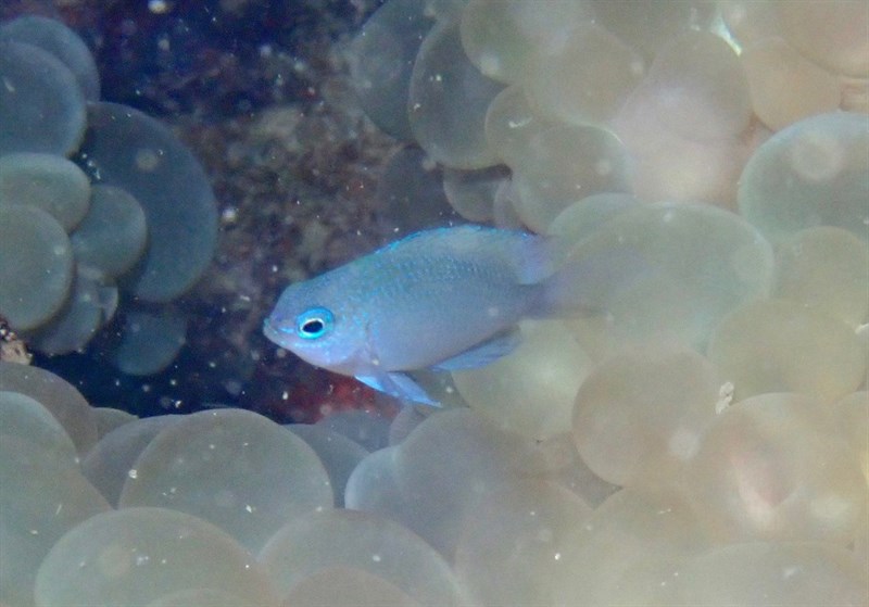 Bluespotted damsel, Bluespotted Damsel, Pomacentrus azuremaculatus