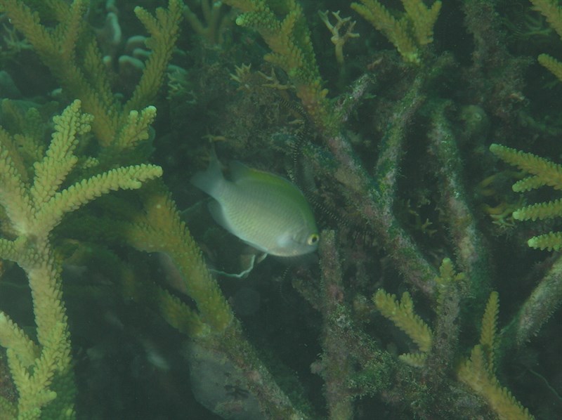 Smith's damsel, Smith - Pomacentrus smithi, Pomacentrus smithi