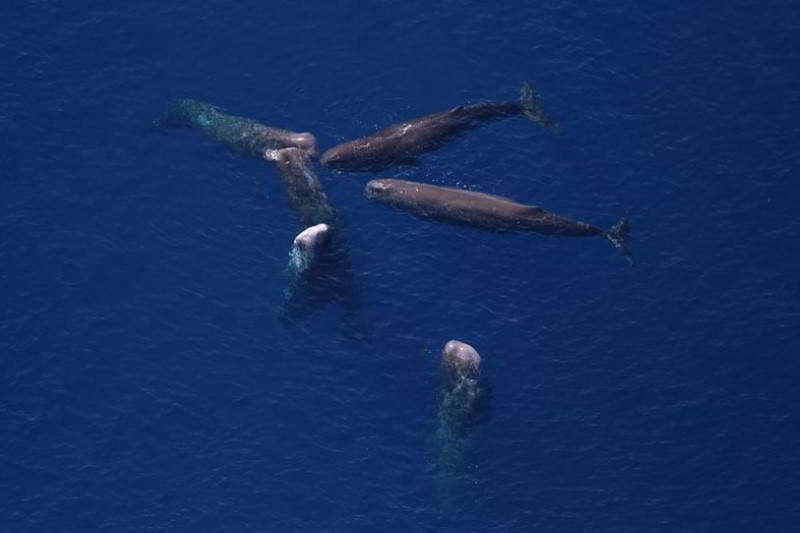 Pottwal-Physeter-macrocephalus-Kanaren-Kanarische-Inseln-Teneriffa-Gran-Canaria-Fuerteventura-Whalewatching-Lanzarote-Wale-Arten-La-Palma-Gomera-El-Hierro-Walarten