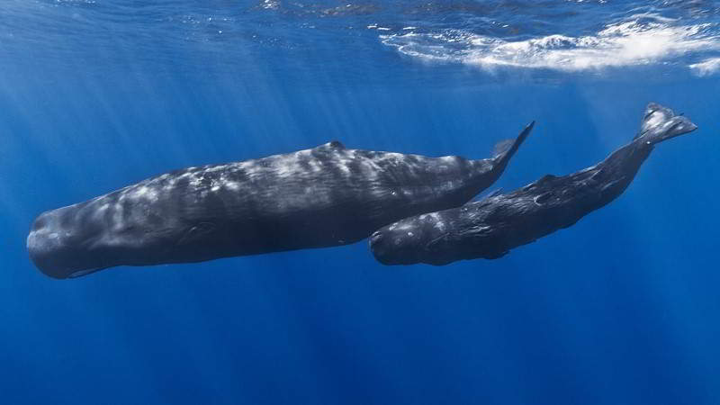 Pottwal-Physeter-macrocephalus-Kanaren-Kanarische-Inseln-Teneriffa-Whalewatching-Gran-Canaria-Fuerteventura-Lanzarote-Wale-Arten-La-Palma-Gomera-El-Hierro-Walarten