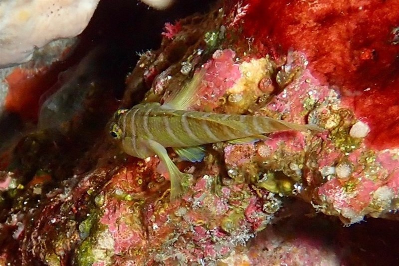 Banded reef goby, Girdled Goby, Priolepis cincta