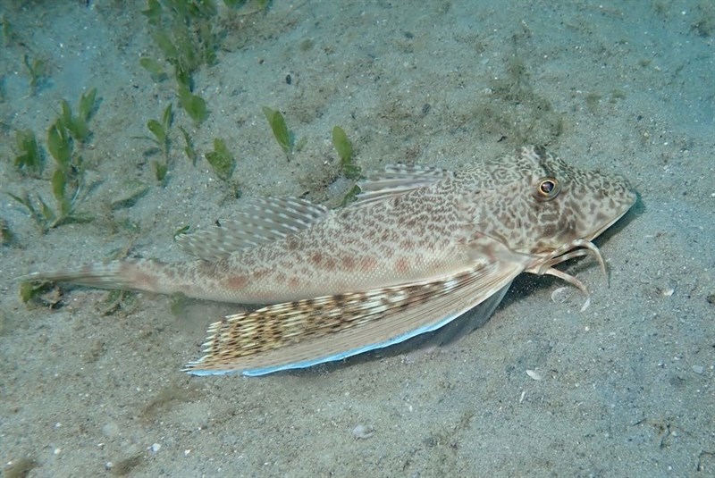 Bluewing searobin, , Prionotus punctatus