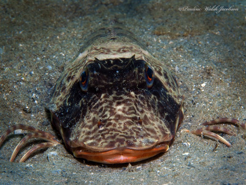 Bighead searobin, Bighead Searobin, Prionotus tribulus