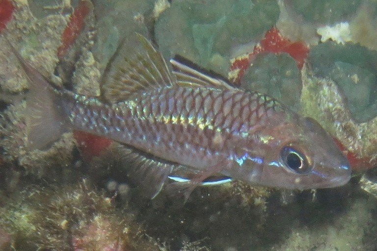 Bandfin cardinalfish, Bandfin Cardinalfish, Pristiapogon taeniopterus