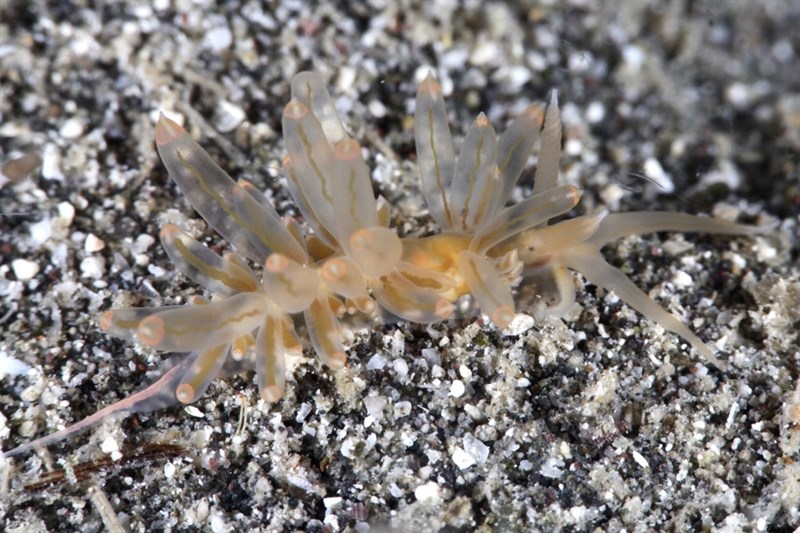 , Nudibranch, Pruvotfolia rhodopos