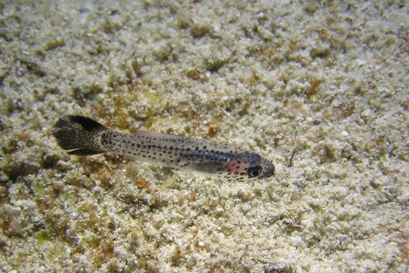 Gelatinous cardinalfish, Gelatinous Cardinalfish - Pseudamia gelatinosa, Pseudamia gelatinosa