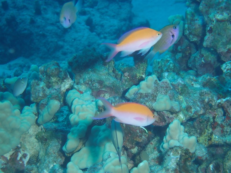 Bicolor anthias, Bicolor Anthias, Pseudanthias bicolor