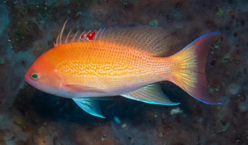 Yellowlined anthias, Yellowlined Anthias, Pseudanthias luzonensis