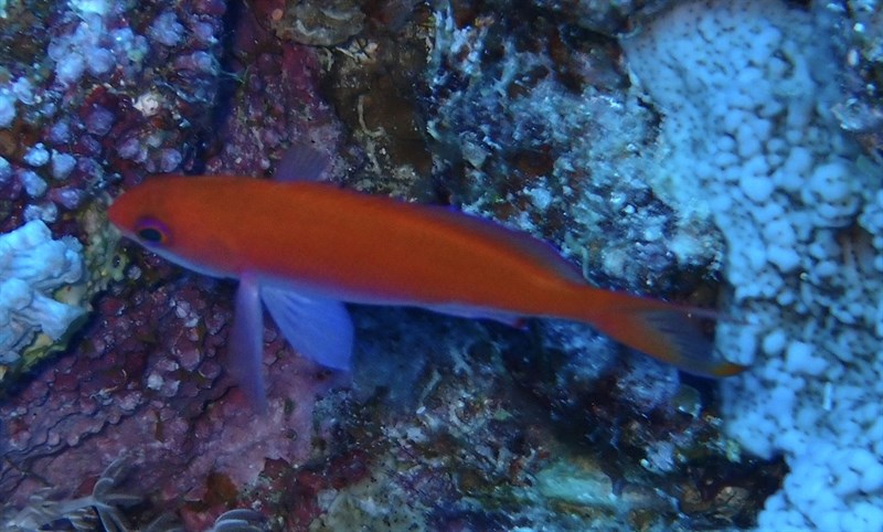 , Red Sea Basslet, Striped Anthias, Pseudanthias taeniatus