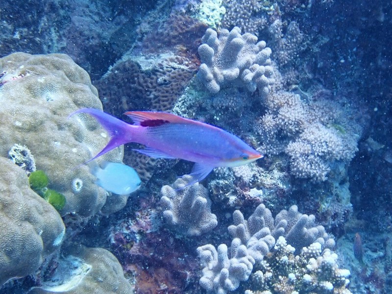 Yellowstriped fairy basslet, Yellowstriped Fairy Basslet, Purple Queen, Purple Anthias, Pseudanthias tuka