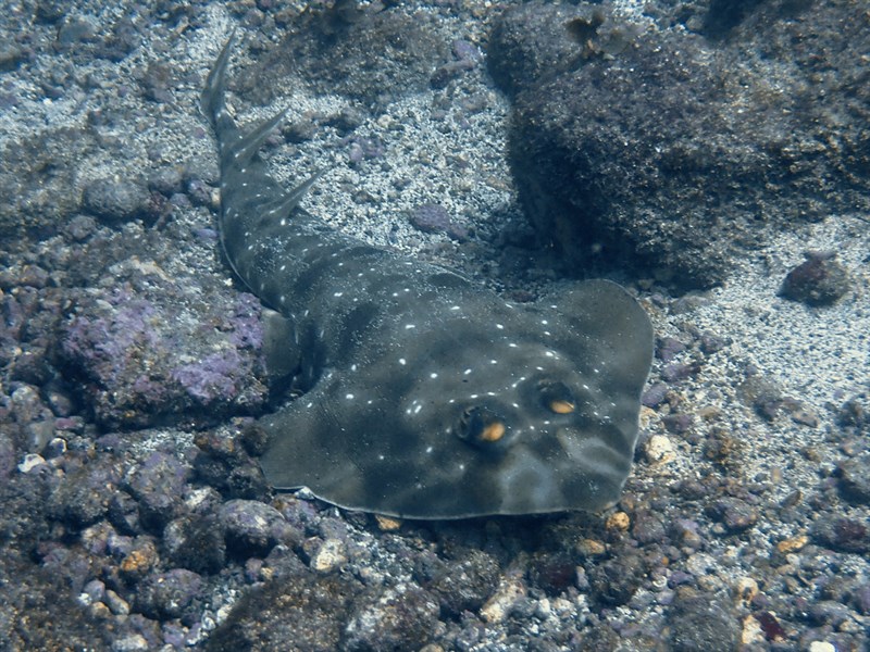 Gorgona guitarfish, , Pseudobatos prahli