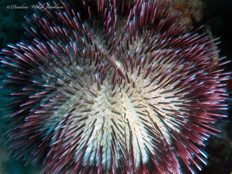 , Indian Urchin, Pseudoboletia indiana